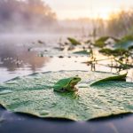 grenouille : signification spirituelle & animal totem