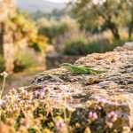 lézard : symbole & animal totem