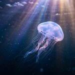 méduse : symbole & signification