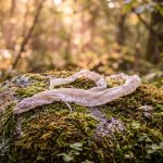 serpent : signification spirituelle & animal totem